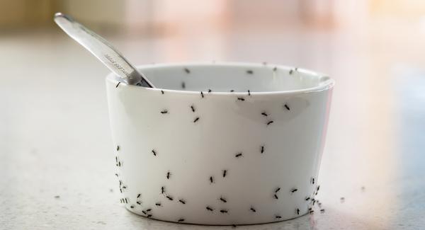 kitchen ants