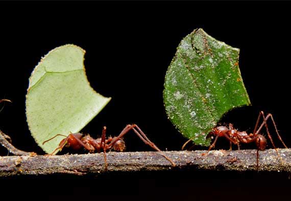 leafcutter ants