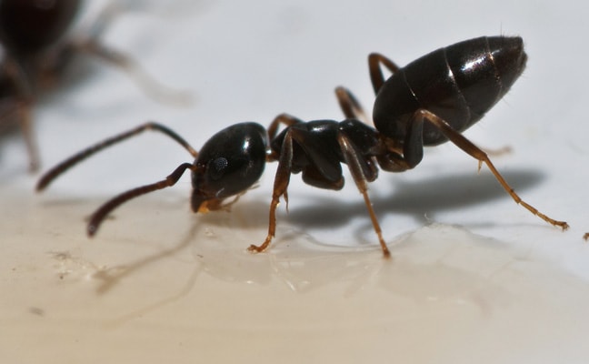 odorous house ant