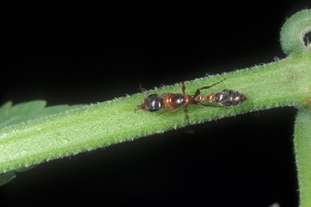 twig ants