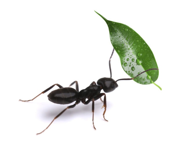 Black Ant