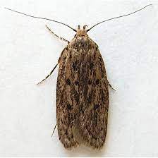 Brown House Moth