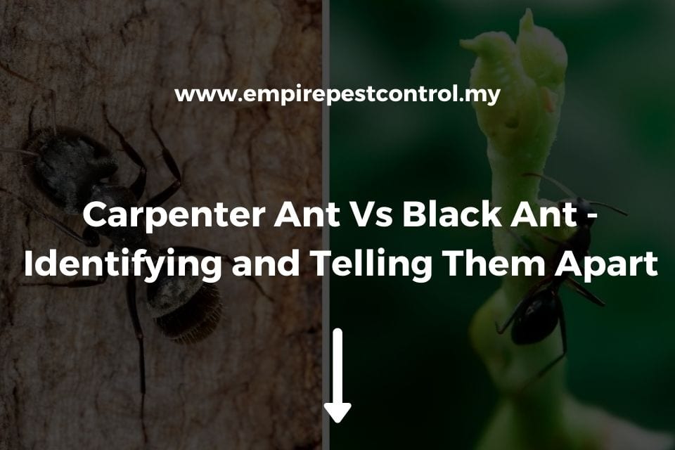 Carpenter Ant Vs Black Ant - Identifying and Telling Them Apart