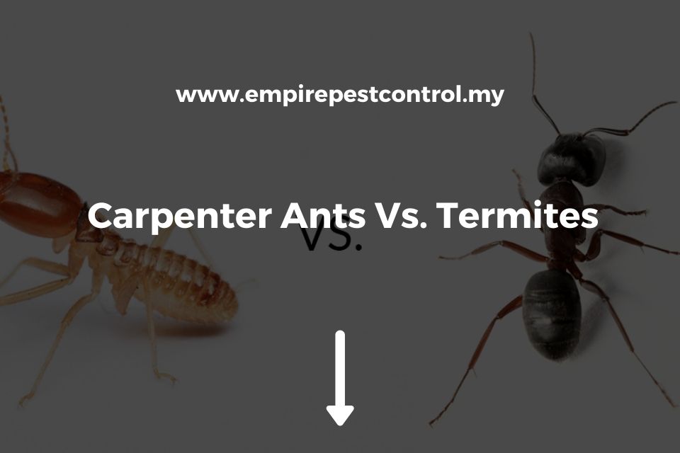 Carpenter Ants Vs. Termites