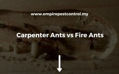 Carpenter Ants vs Fire Ants