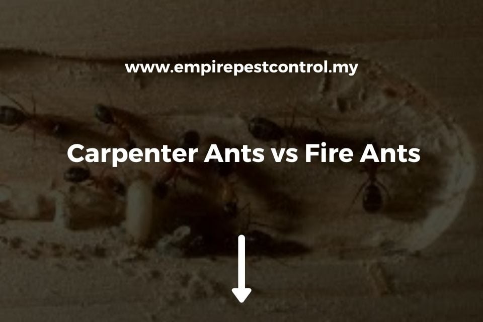 Carpenter Ants vs Fire Ants