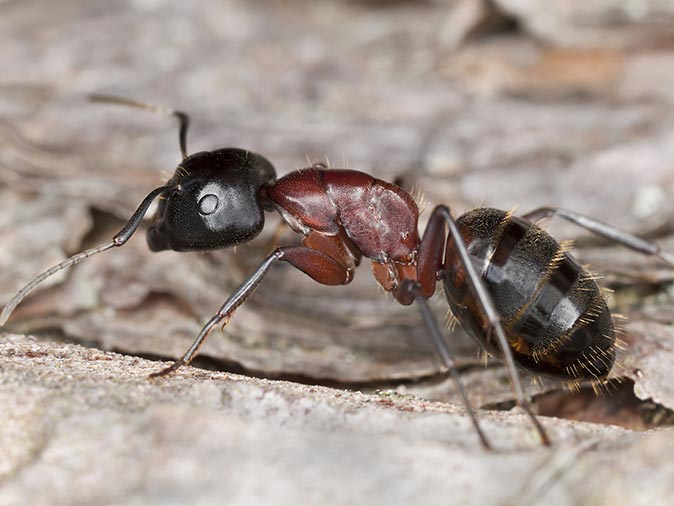 Carpenter Ants