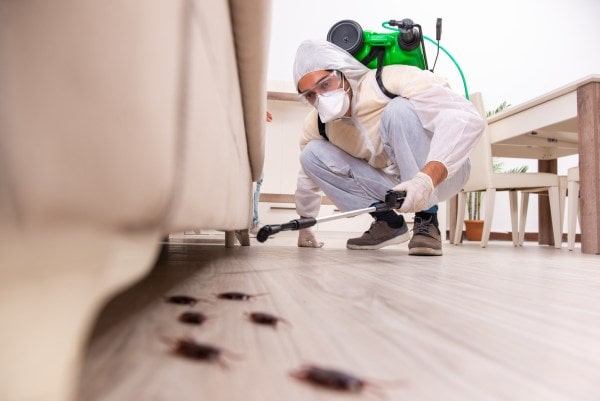 Consider Hiring a Pest Control Expert