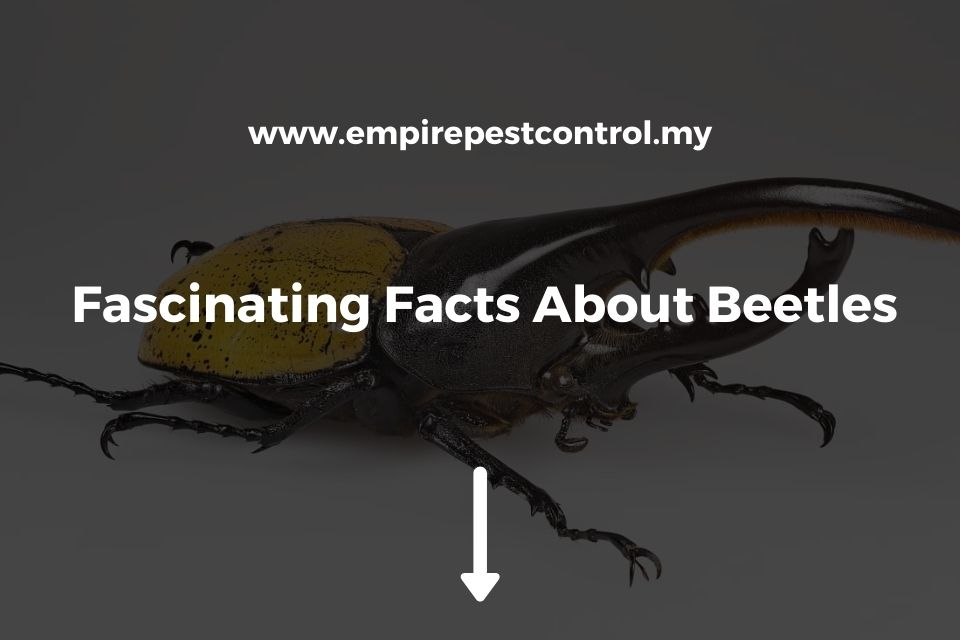 Fascinating Facts About Beetles