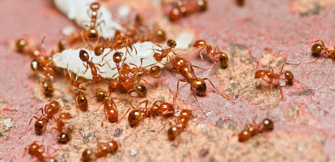 Fire ants