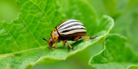 Getting Rid of Beetles in Your Yard