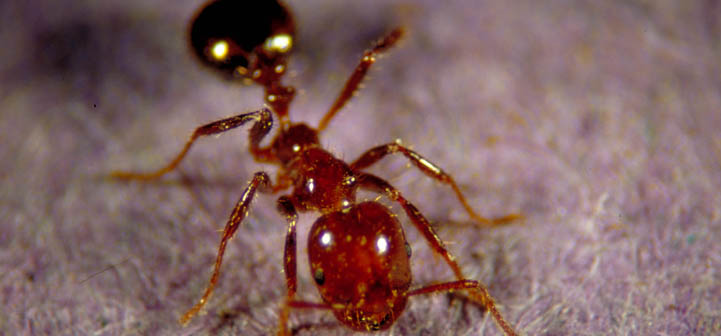 Getting Rid of Fire Ants Effectively