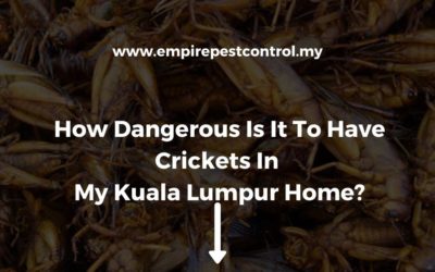 How Dangerous Is It To Have Crickets In My Kuala Lumpur Home?