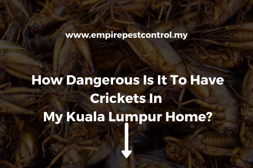How Dangerous Is It To Have Crickets In My Kuala Lumpur Home