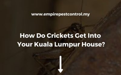 How Do Crickets Get Into Your Kuala Lumpur House?