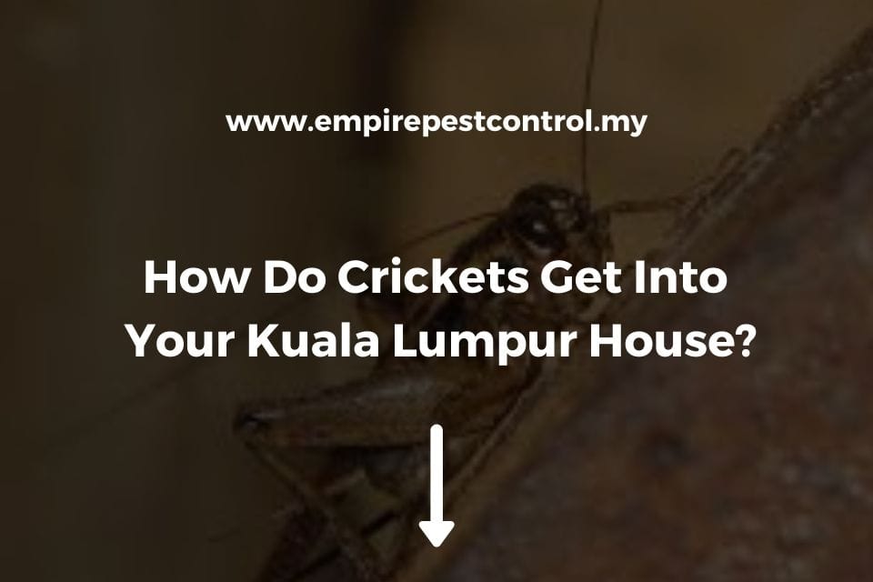 How Do Crickets Get Into Your Kuala Lumpur House