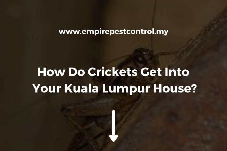 How Do Crickets Get Into Your Kuala Lumpur House?