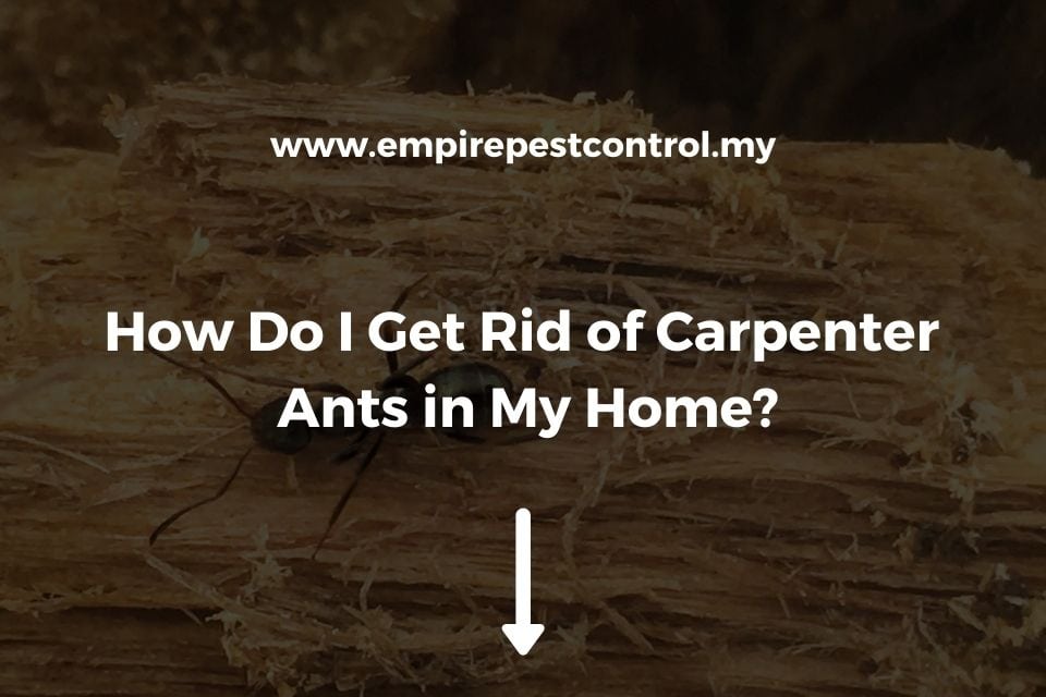 How Do I Get Rid of Carpenter Ants in My Home