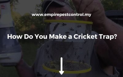 How Do You Make a Cricket Trap?