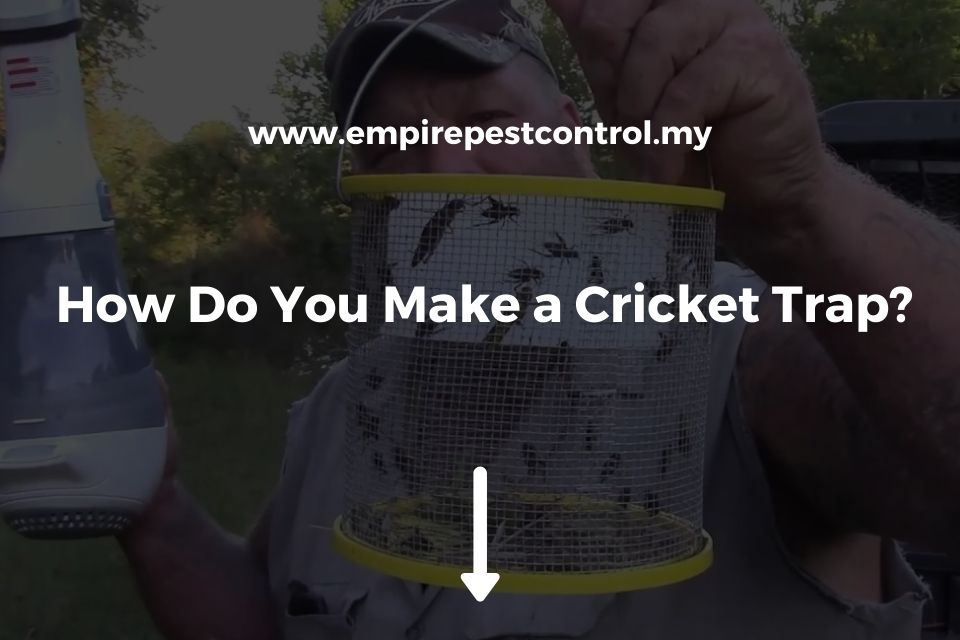 How Do You Make a Cricket Trap?