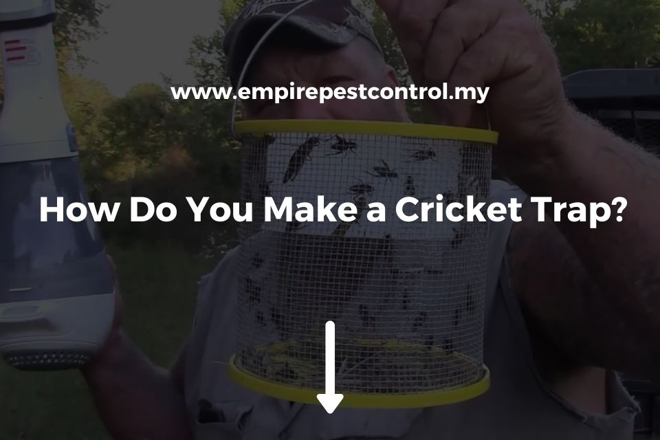 How Do You Make a Cricket Trap?