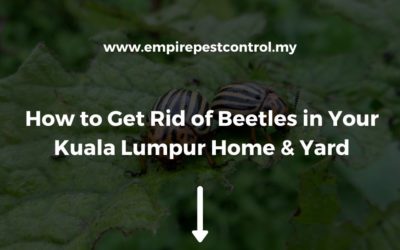 How to Get Rid of Beetles in Your Kuala Lumpur Home & Yard
