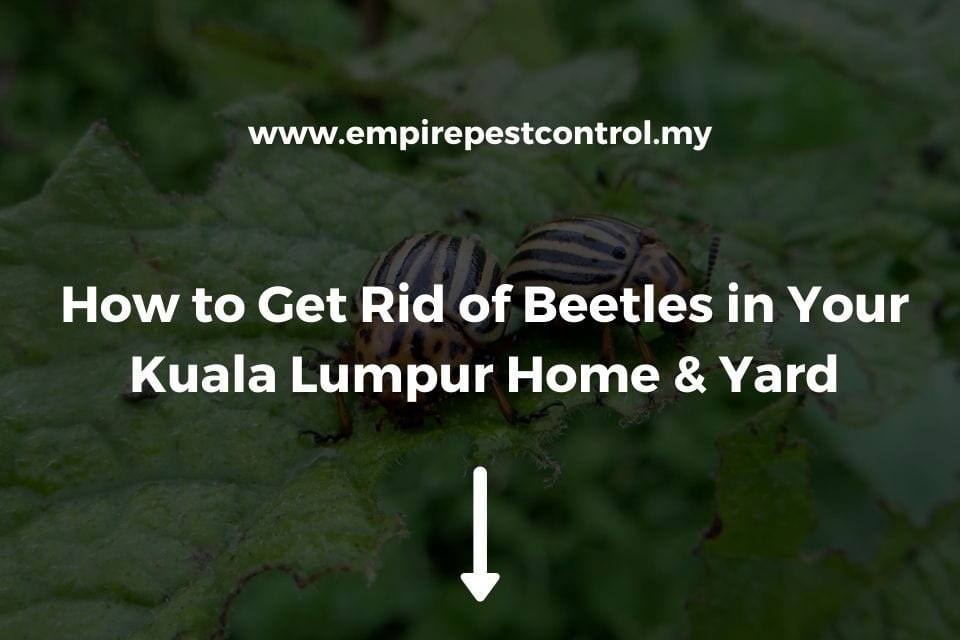 How to Get Rid of Beetles in Your Kuala Lumpur Home & Yard