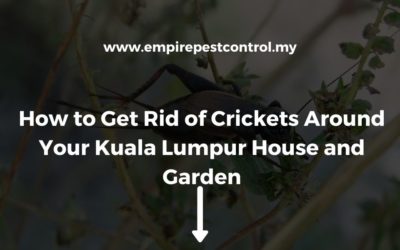 How to Get Rid of Crickets Around Your Kuala Lumpur House and Garden
