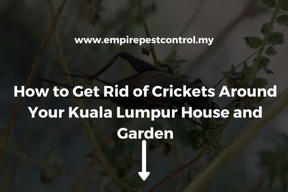 How to Get Rid of Crickets Around Your Kuala Lumpur House and Garden