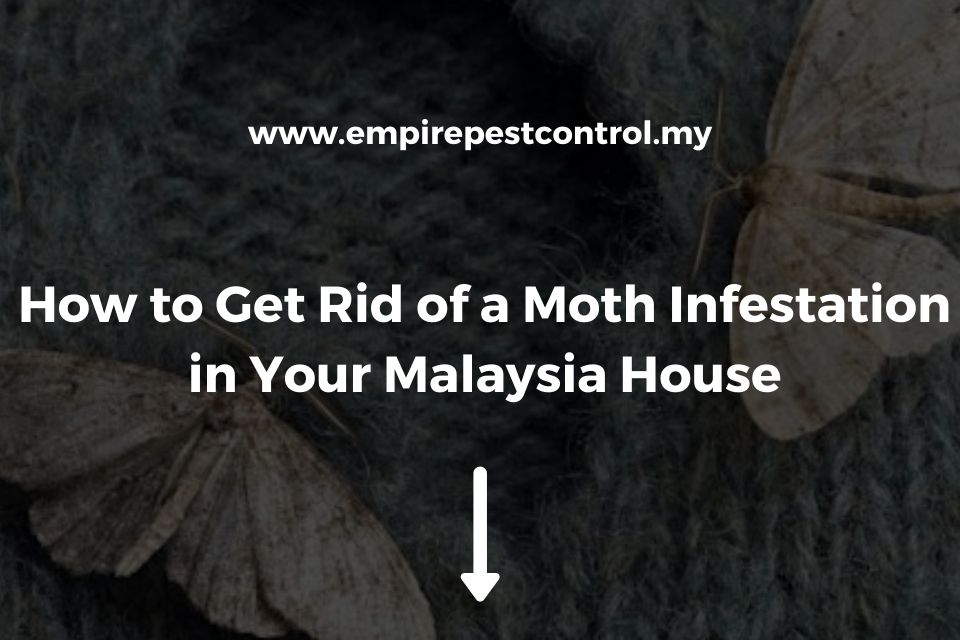 How to Get Rid of a Moth Infestation in Your Malaysia House