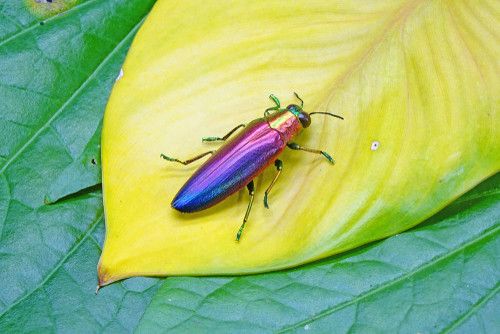 Jewel Beetle