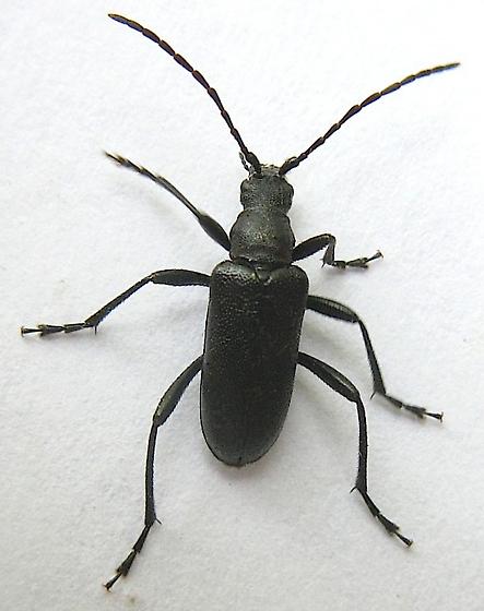 Longhorn Beetle