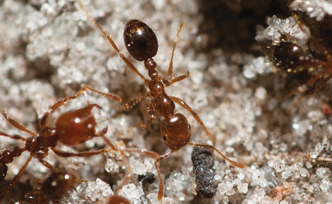 Merging of Colonies of Fire Ants