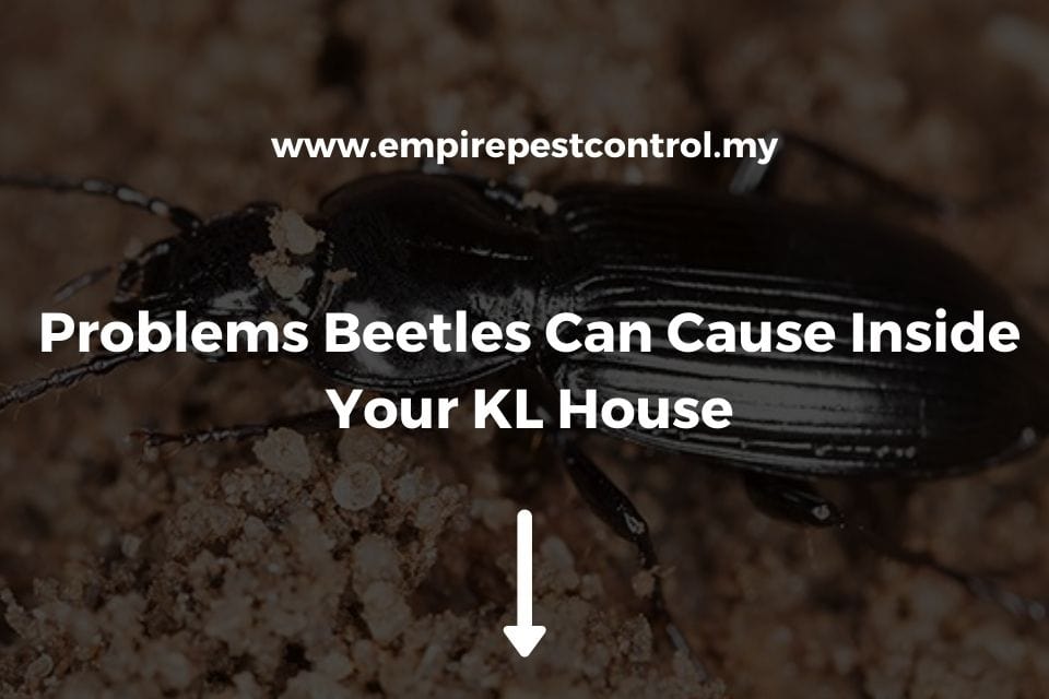 Problems Beetles Can Cause Inside Your KL House