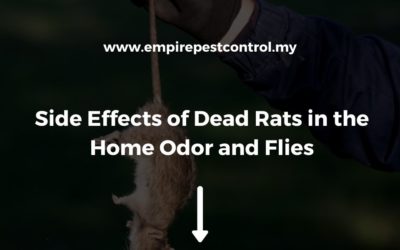 Side Effects of Dead Rats in the Home Odor and Flies