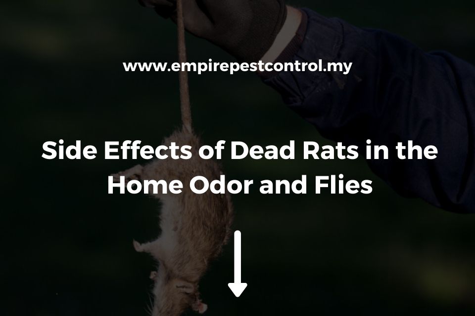 Side Effects of Dead Rats in the Home Odor and Flies