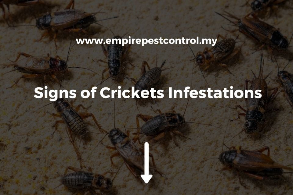 Signs of Crickets Infestations