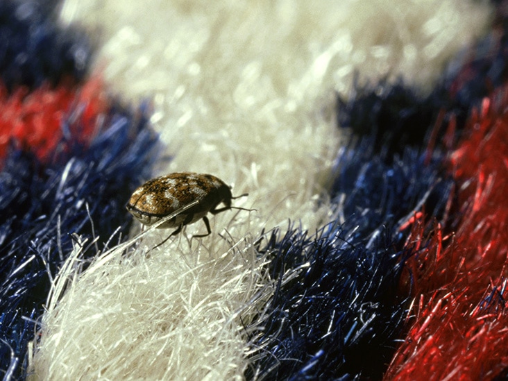 There Are Very Small Beetles That Can Be Hardly Seen