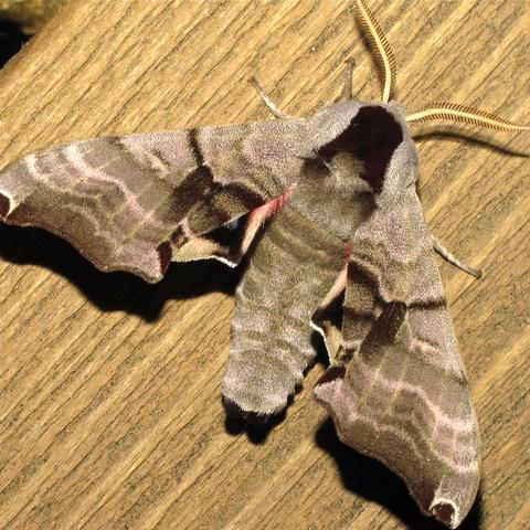 Twin-Spotted Sphinx Moth