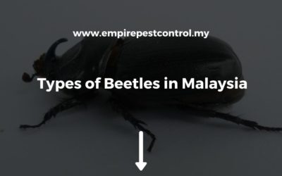 Types of Beetles in Malaysia