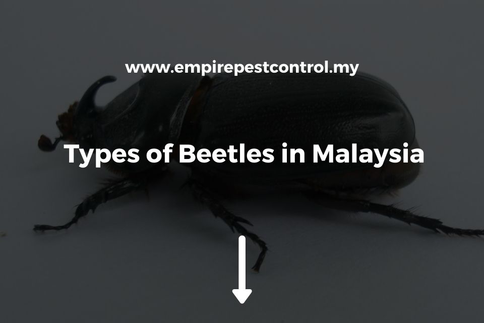 Types of Beetles in Malaysia