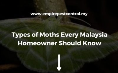 Types of Moths Every Malaysia Homeowner Should Know