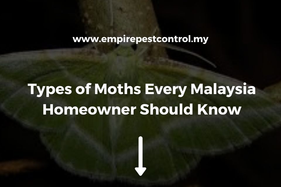 Types of Moths Every Malaysia Homeowner Should Know