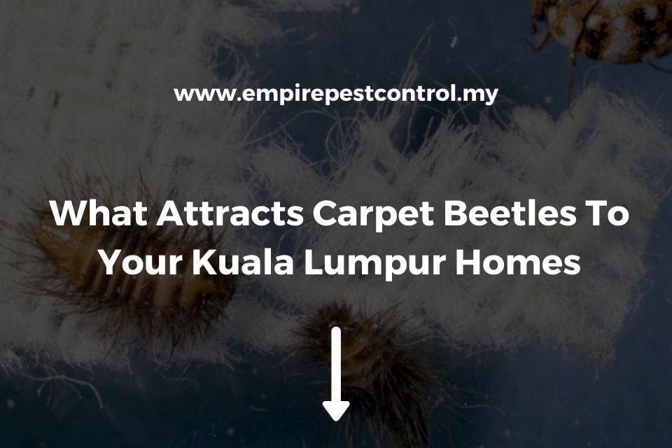 What Attracts Carpet Beetles To Your Kuala Lumpur Homes