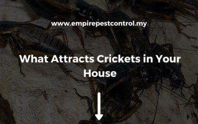 What Attracts Crickets in Your House