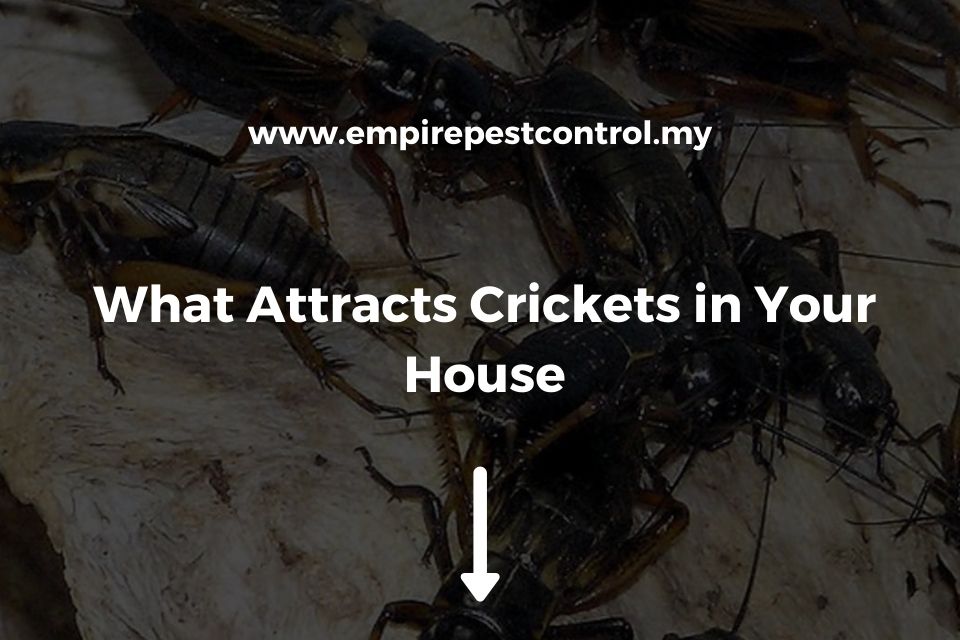 What Attracts Crickets in Your House