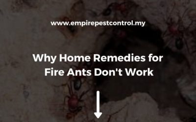 Why Home Remedies for Fire Ants Don’t Work