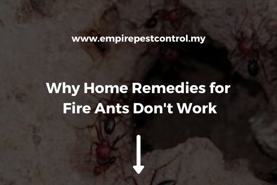 Why Home Remedies for Fire Ants Don't Work