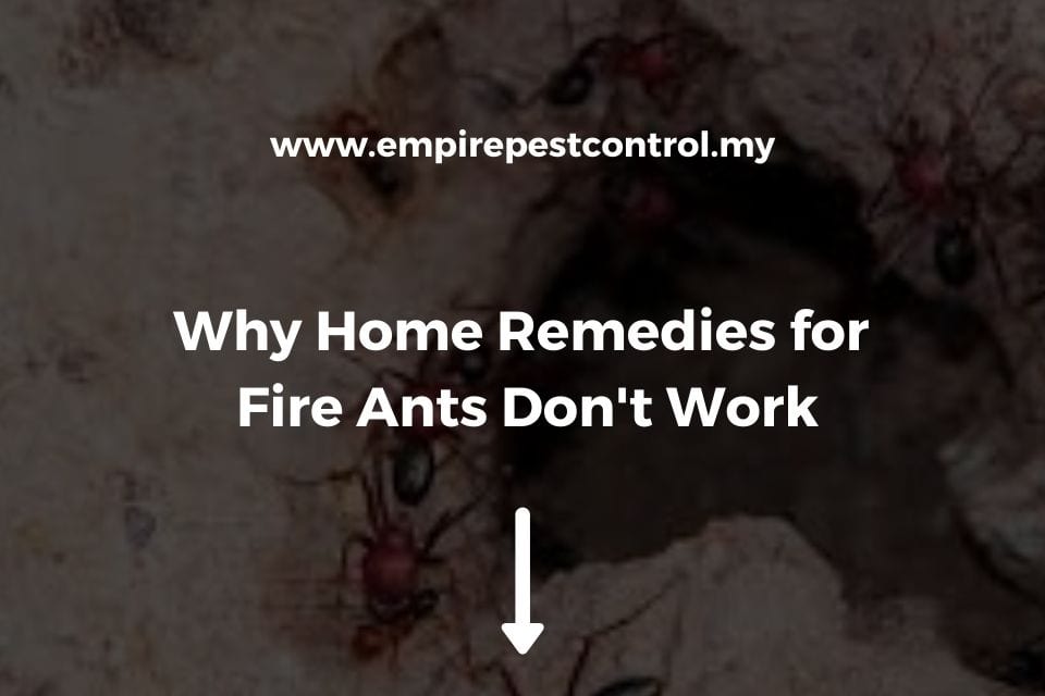 Why Home Remedies for Fire Ants Don't Work