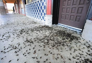 cricket infestation in my home